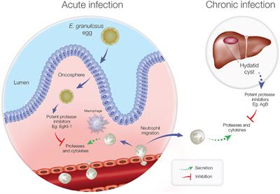 Echinococcus granulosus: Cure for Cancer Revisited